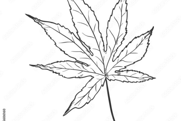 Japanese maple drawing easy leaf