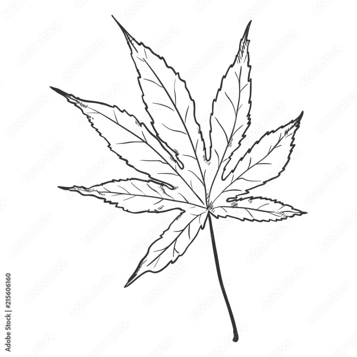 Japanese maple drawing easy leaf