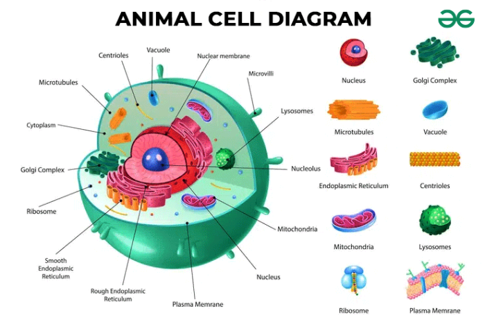 Animal cell coloring key