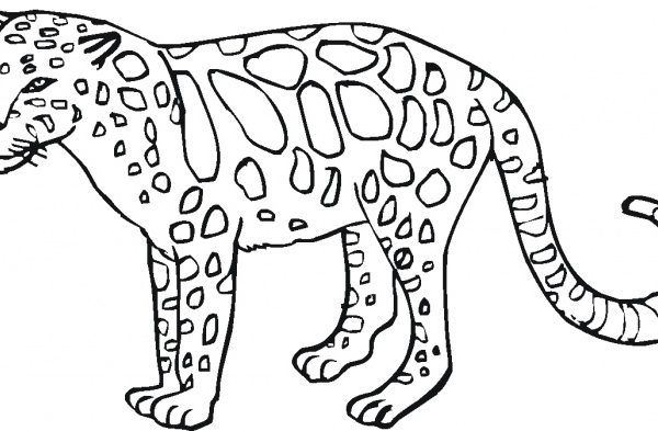 Wild animal coloring pages