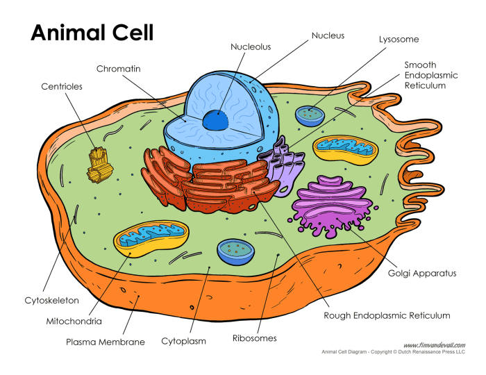 Animal cell coloring page labeled