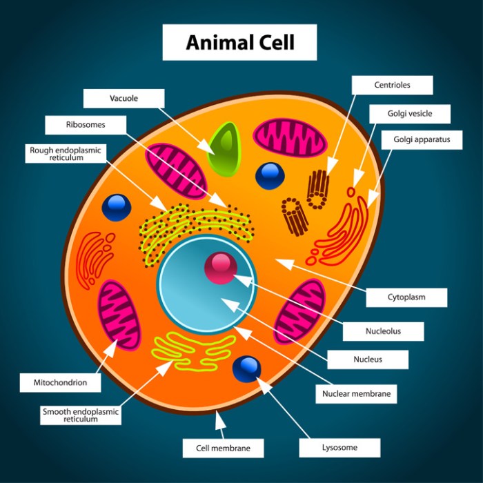 Animal cell coloring page labeled