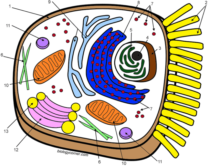 Clipart cell animal celle clipground