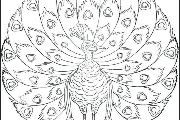 Easy peacocks animals coloring pages for kids