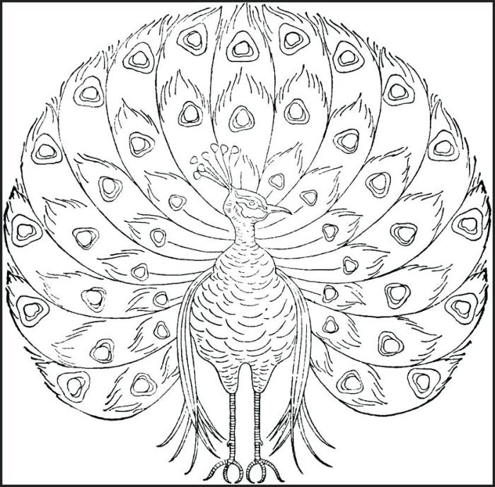 Easy peacocks animals coloring pages for kids