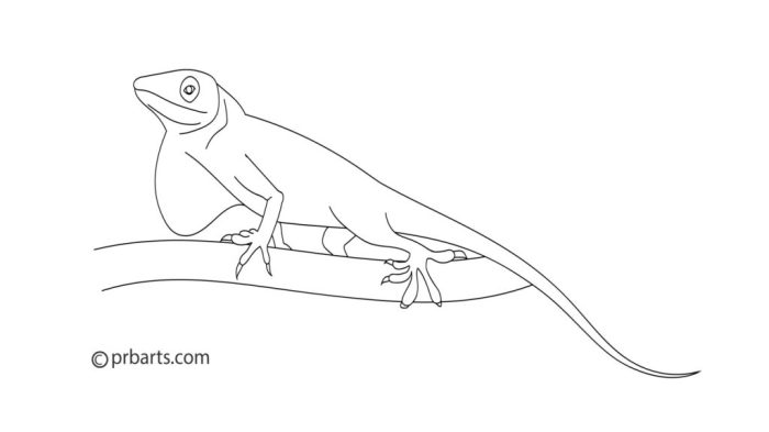 Green anole easy drawing