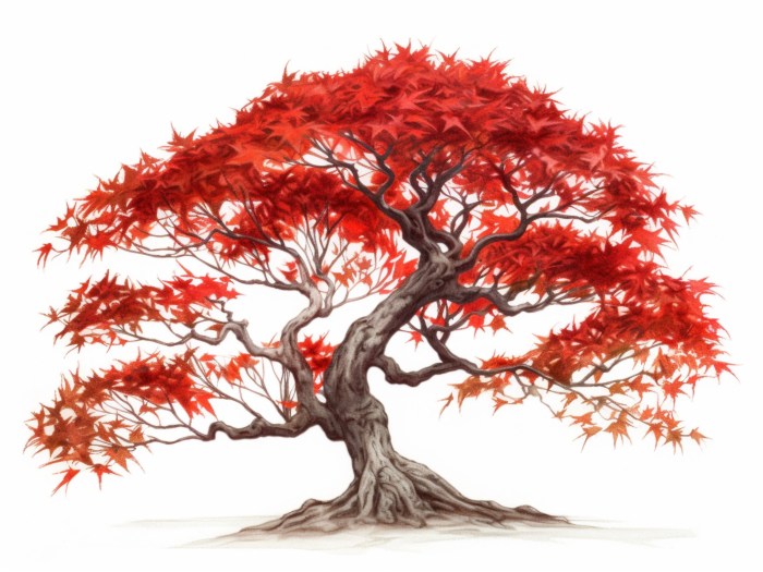 Japanese maple tree drawing easy