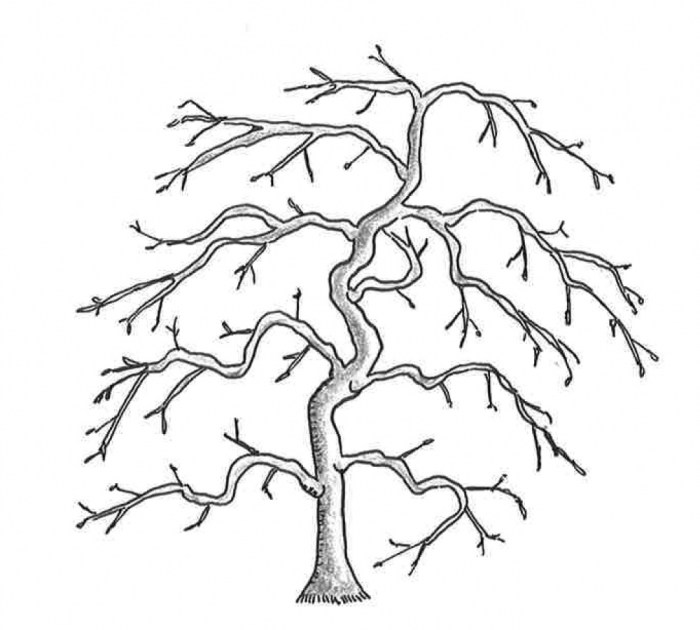 Japanese maple tree drawing easy