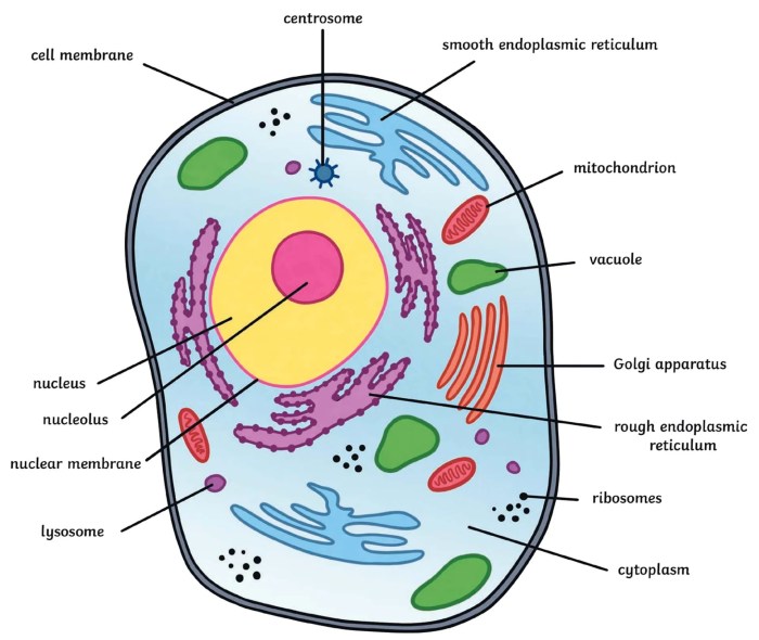 Animal cell coloring key